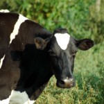 Cattle